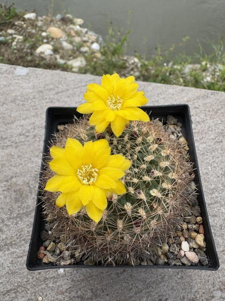 Weingartia neocumingii